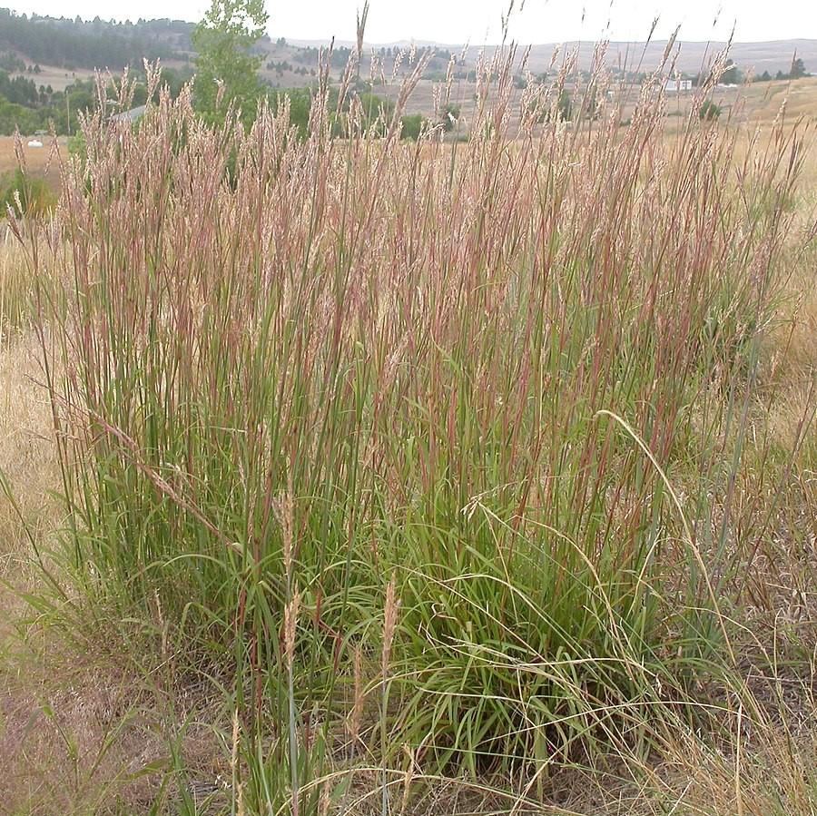 Grass, Big Bluestem - Image 4