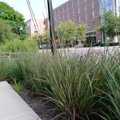 Grass, Karl's Cousin® Big Bluestem