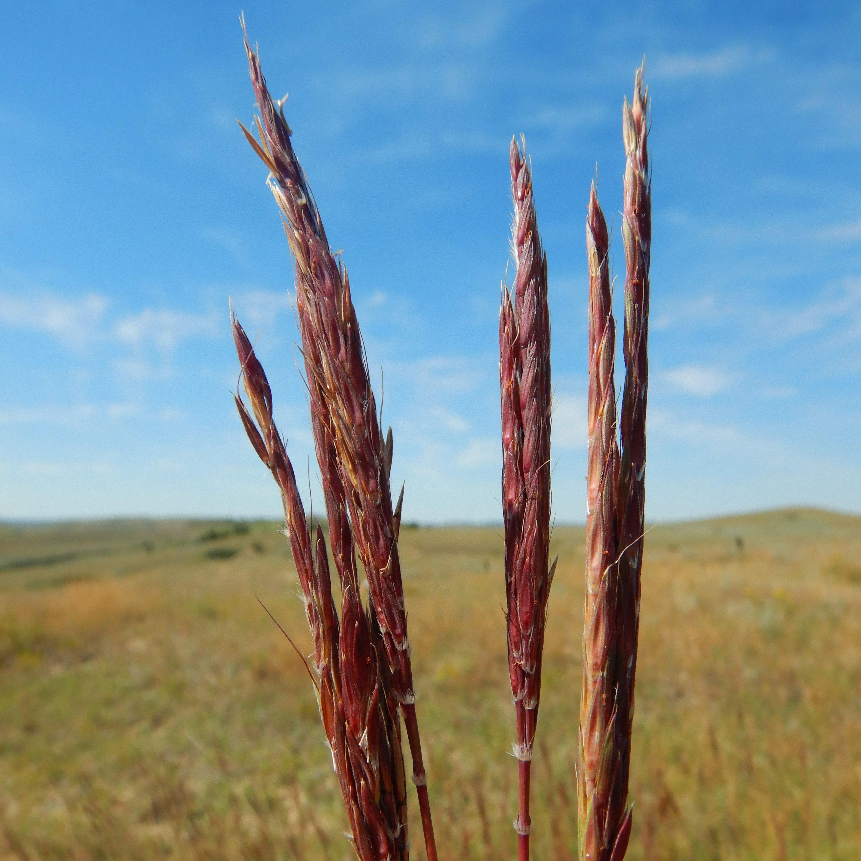Grass, Red October Big Bluestem