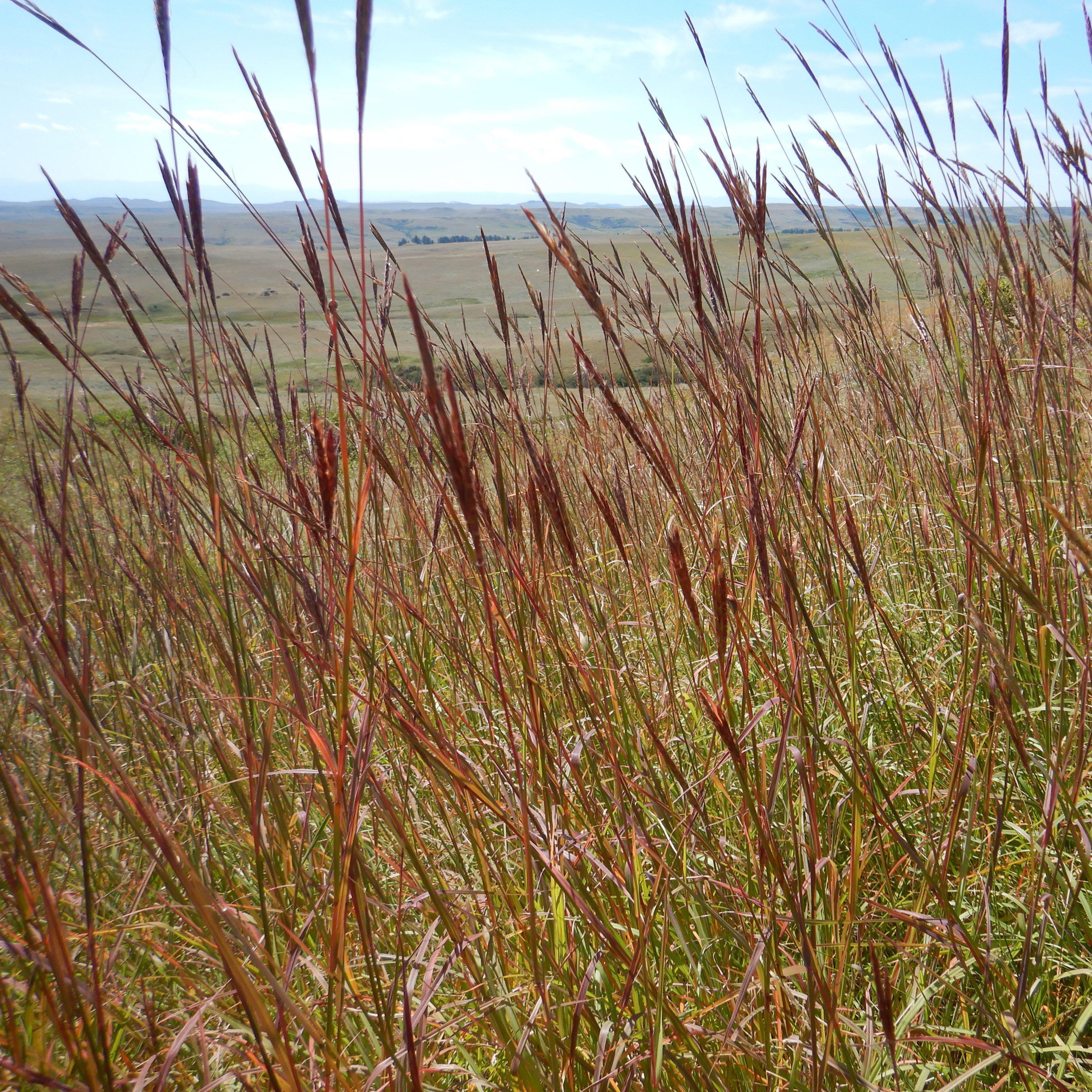 Grass, Red October Big Bluestem - Image 2