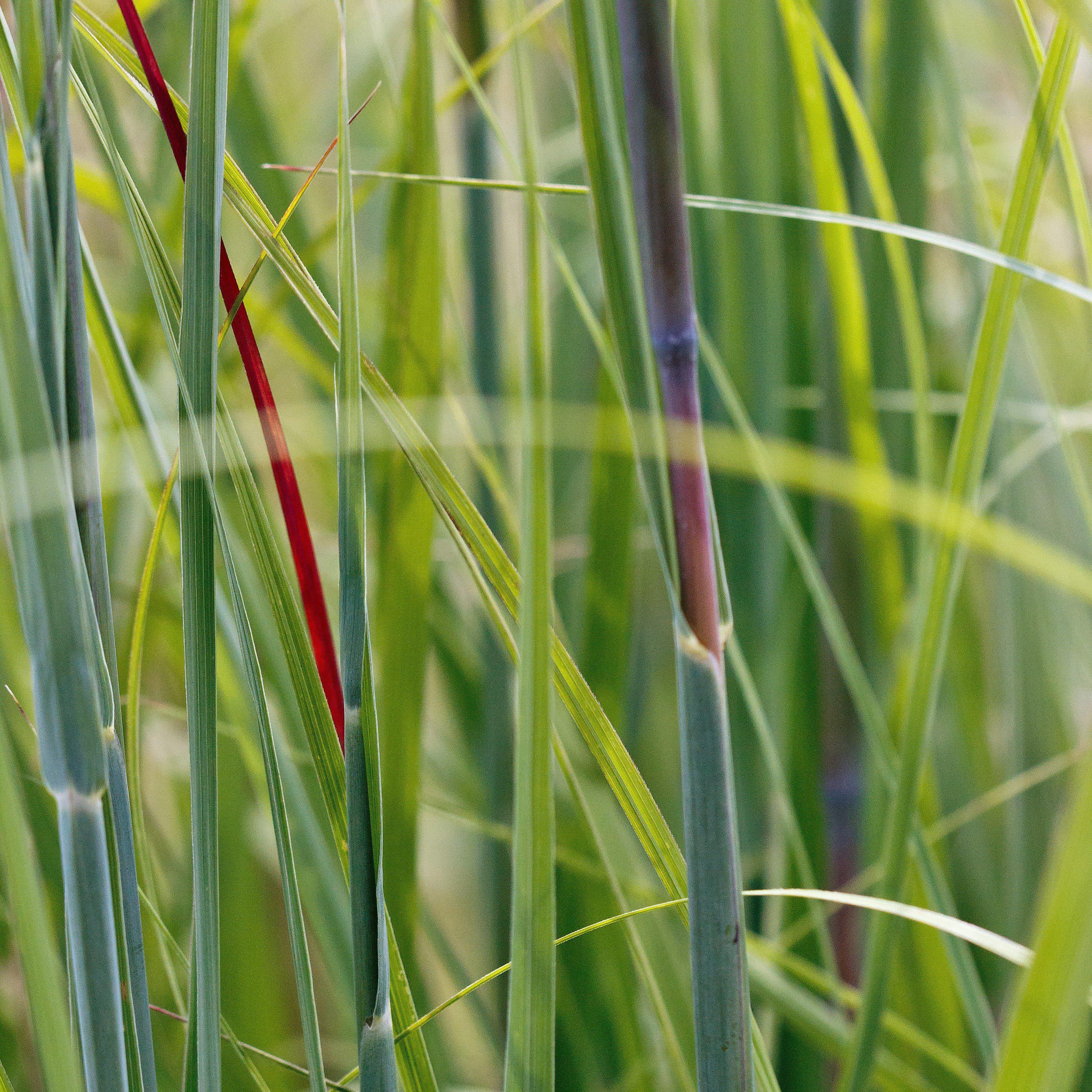 Grass, Red October Big Bluestem - Image 3