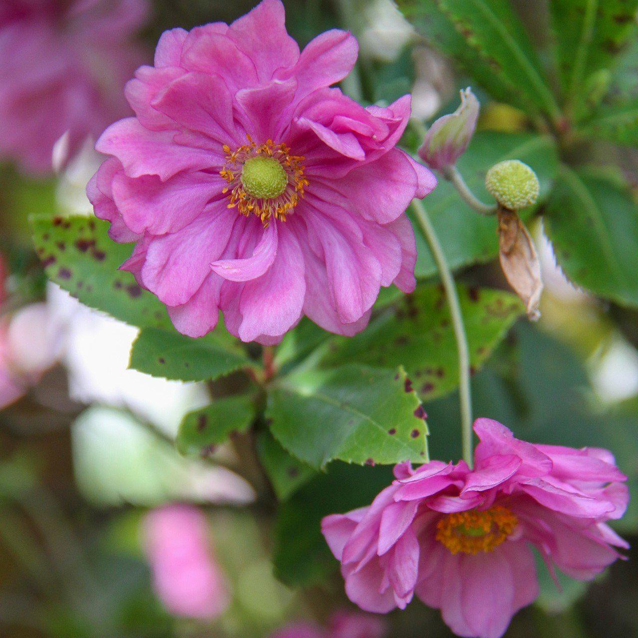 Anemone, Fantasy™ Pocahontas Anemone - Image 3