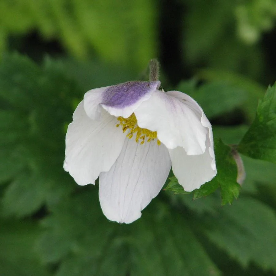 Anemone, Wild Swan™ Anemone - Image 2