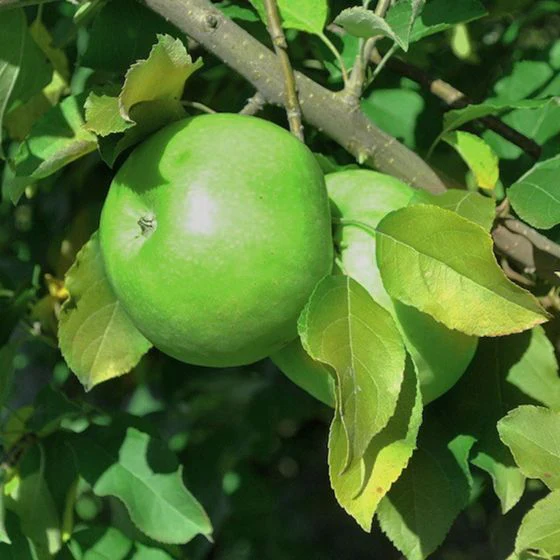 Apple, Granny Smith, 7 gal. (5-7 ft)