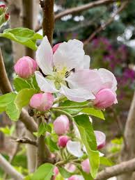 Apple, Honeycrisp, 7 gal. (5-7 ft) - Image 3