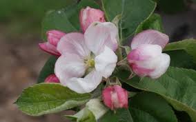 Apple, Macoun, 7 gal (5-7 ft) - Image 3