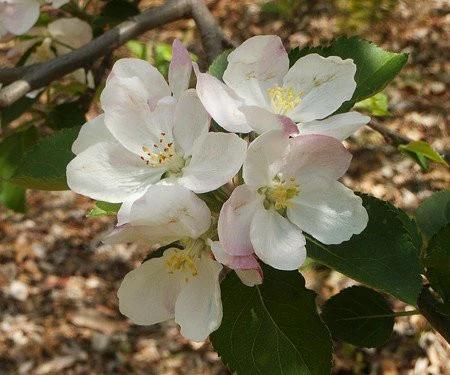 Apple, Red Delicious, 7 gal. (5-7 ft) - Image 3