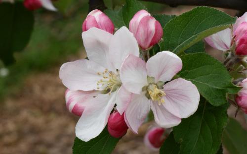 Apple, Winesap, 7 gal (5-7 ft) - Image 3
