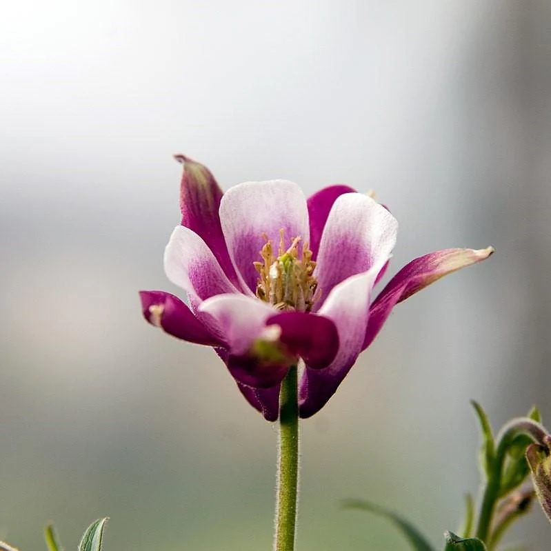 Columbine, Beidermeier Columbine - Image 3
