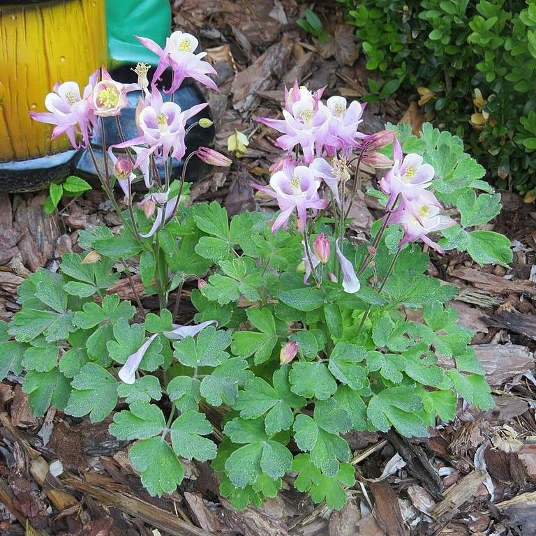 Columbine, Beidermeier Columbine - Image 4