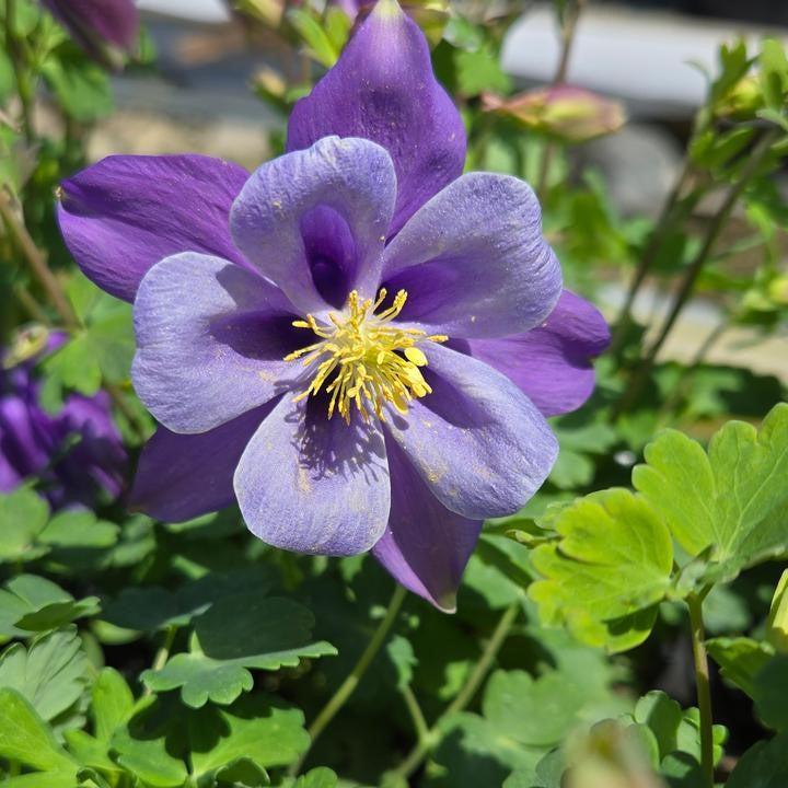 Columbine, Earlybird™ Purple Blue Columbine - Image 3