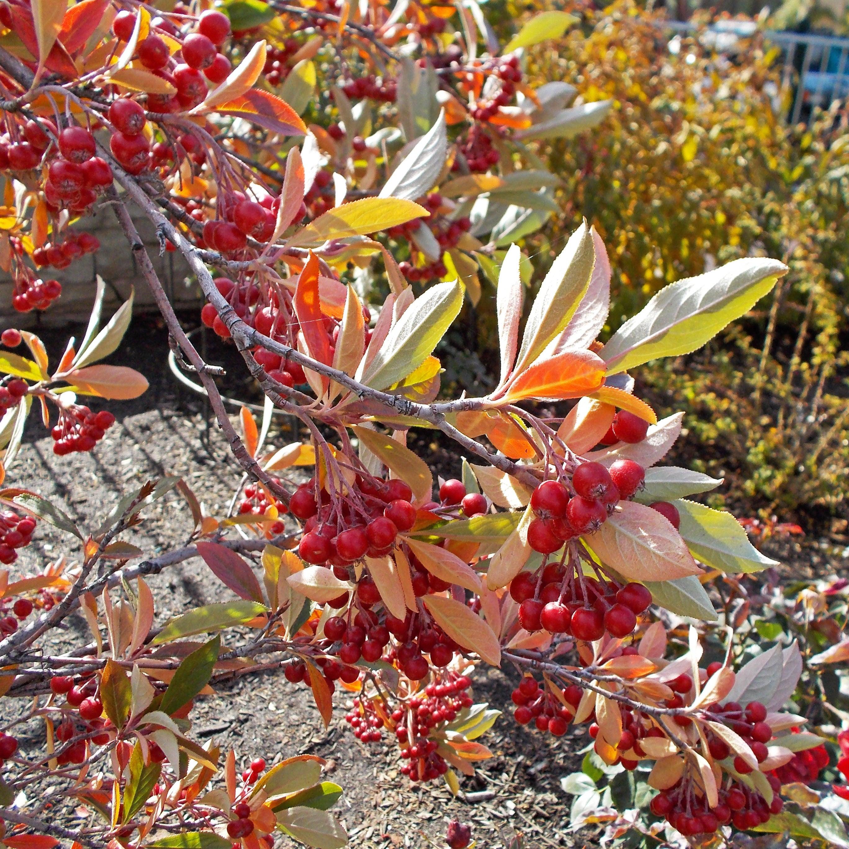 Chokeberry, Brilliant Red Chokeberry - Image 4