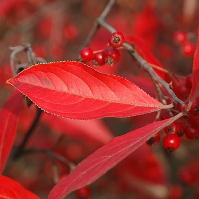 Chokeberry, Brilliant Red Chokeberry - Image 5