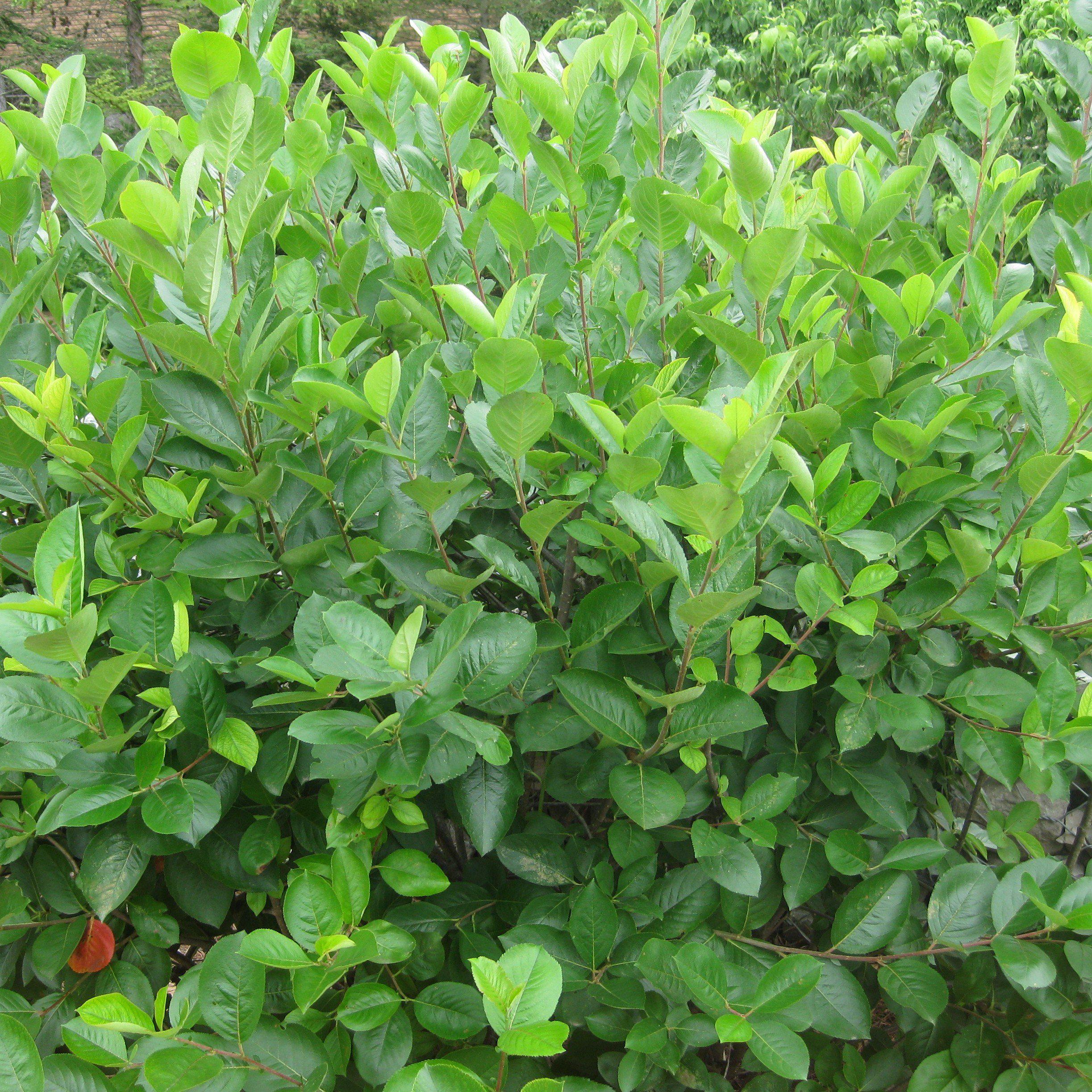 Chokeberry, Black Chokeberry - Image 2