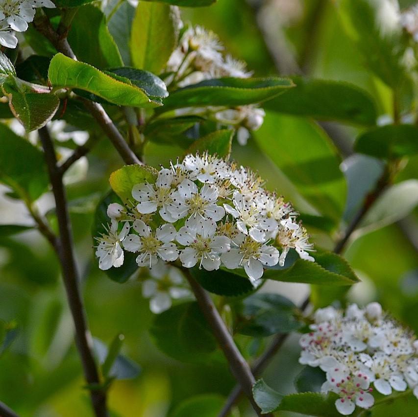 Chokeberry, Black Chokeberry - Image 3