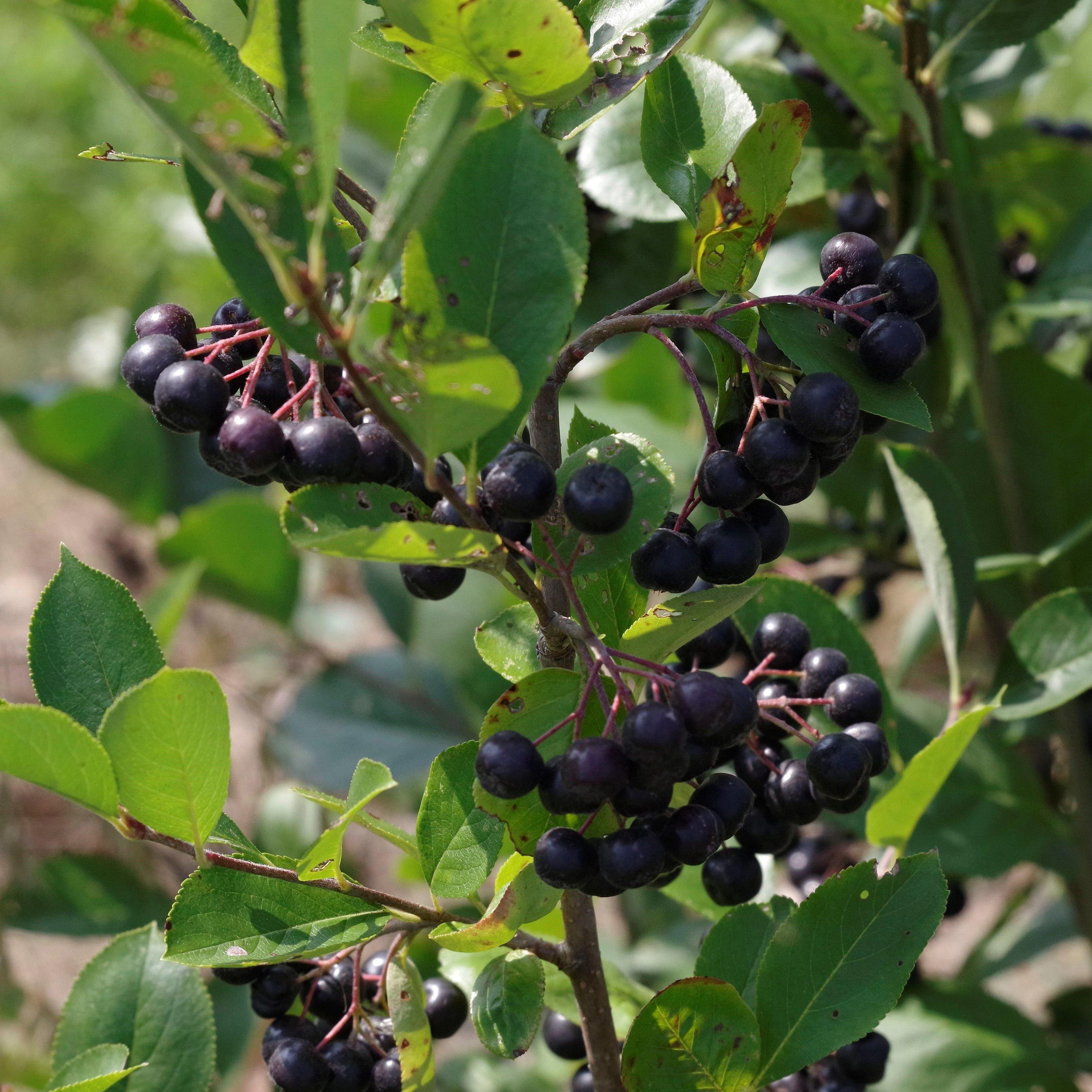 Chokeberry, Black Chokeberry - Image 4
