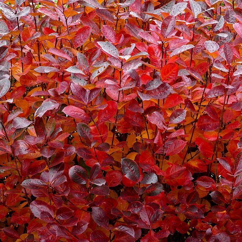 Chokeberry, Black Chokeberry - Image 5
