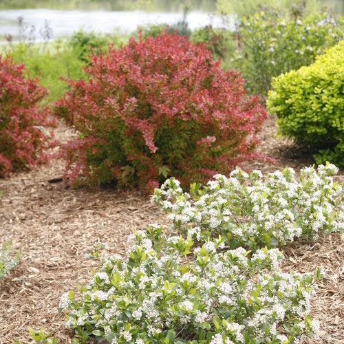 Chokeberry, PW® Low Scape Mound® Aronia - Image 3