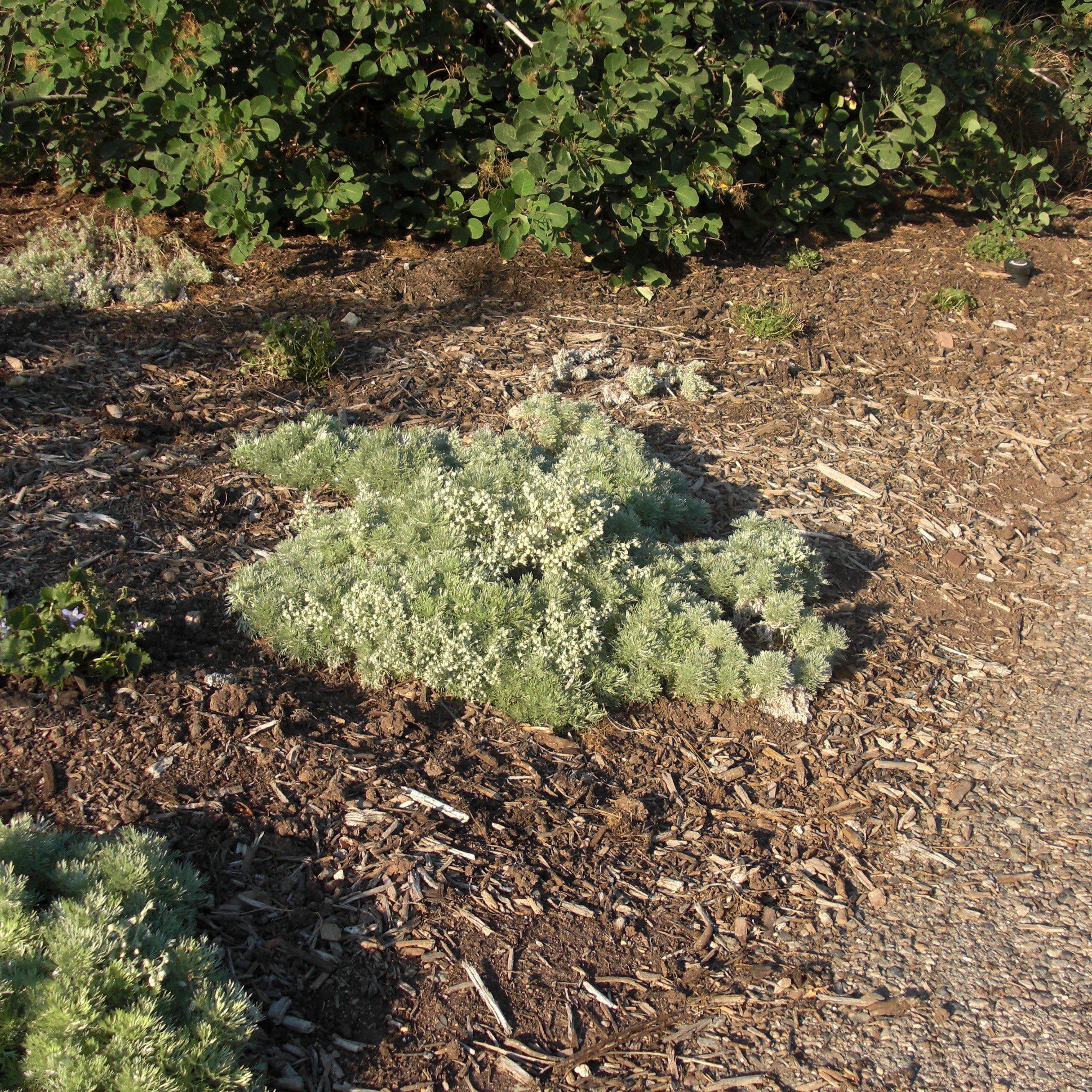 Silver Mound, Wormwood, Ghost Plant - Image 3
