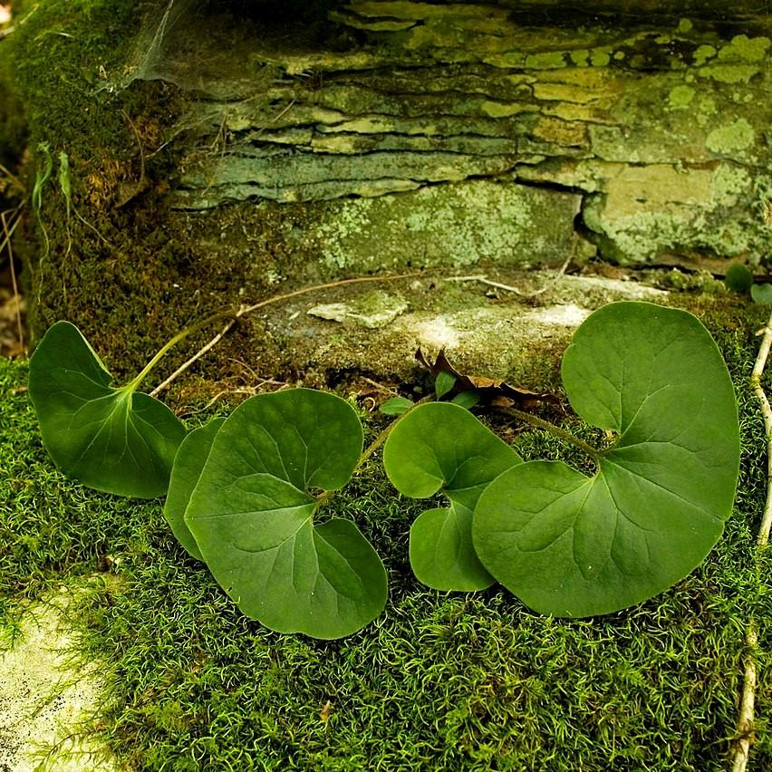 Wild Ginger - Image 3