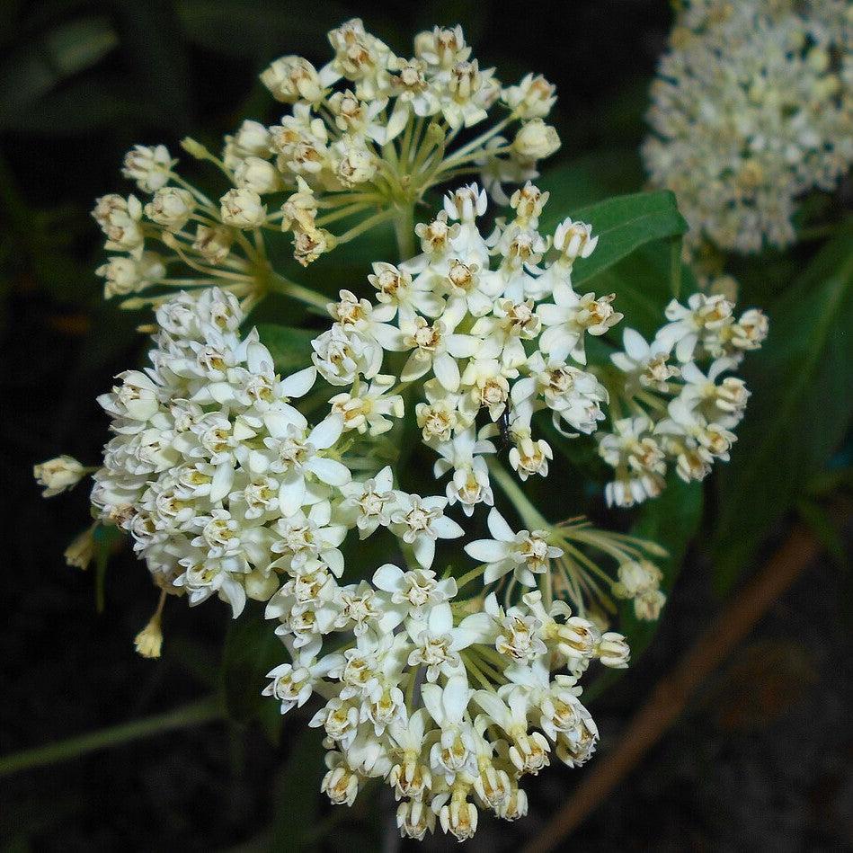 Milkweed, Ice Ballet Swamp Milkweed