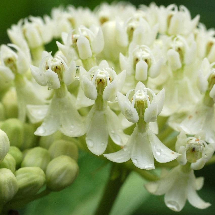 Milkweed, Ice Ballet Swamp Milkweed - Image 2
