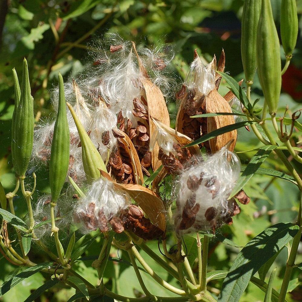 Milkweed, Ice Ballet Swamp Milkweed - Image 3
