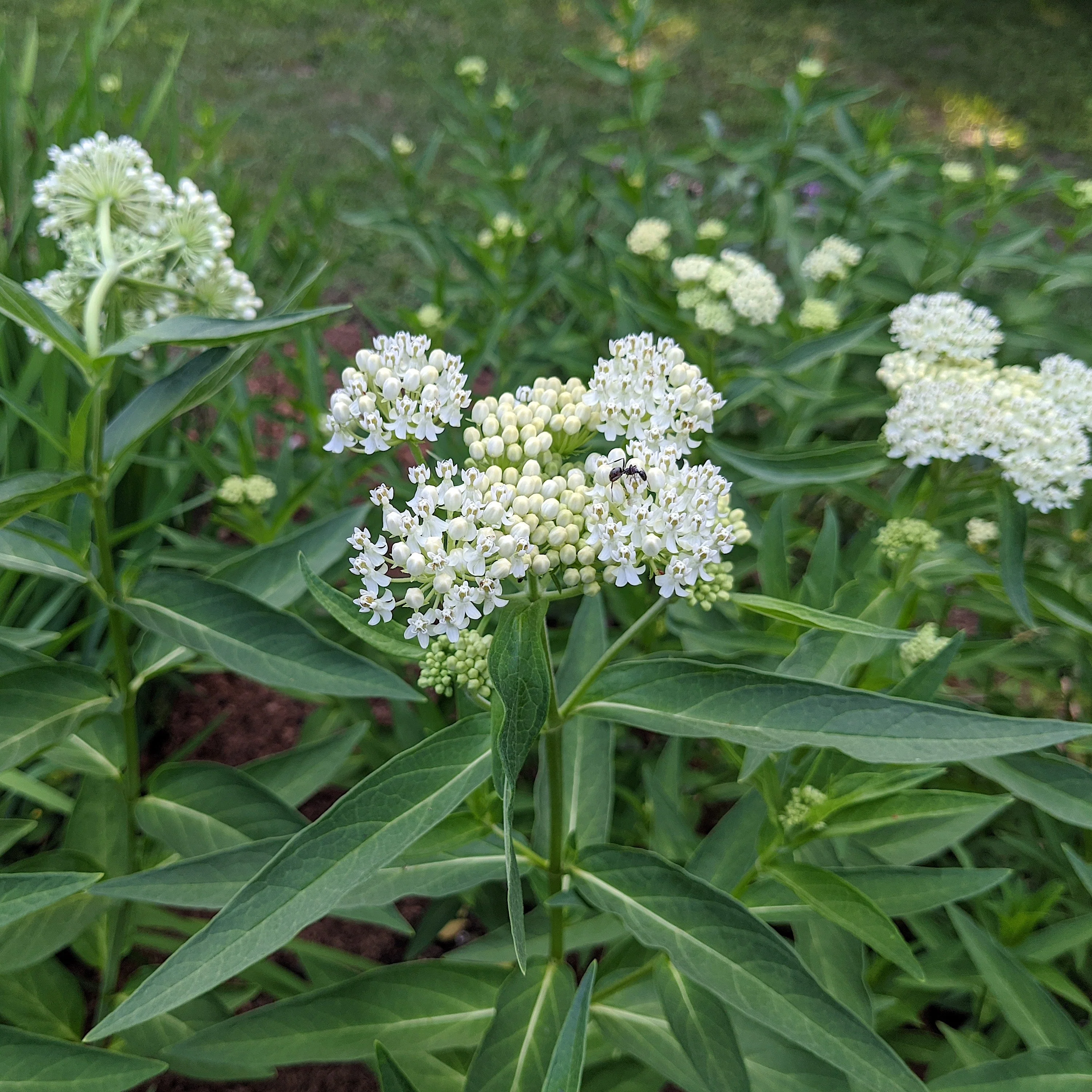 Milkweed, Ice Ballet Swamp Milkweed - Image 4