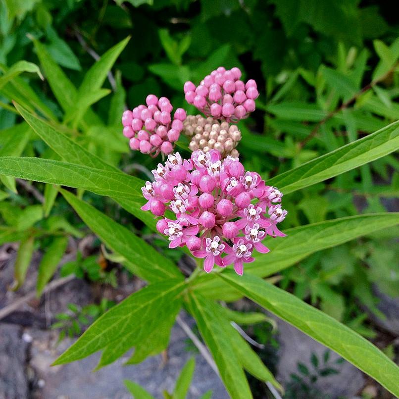 Milkweed, Swamp Milkweed, Rose Milkweed - Image 2