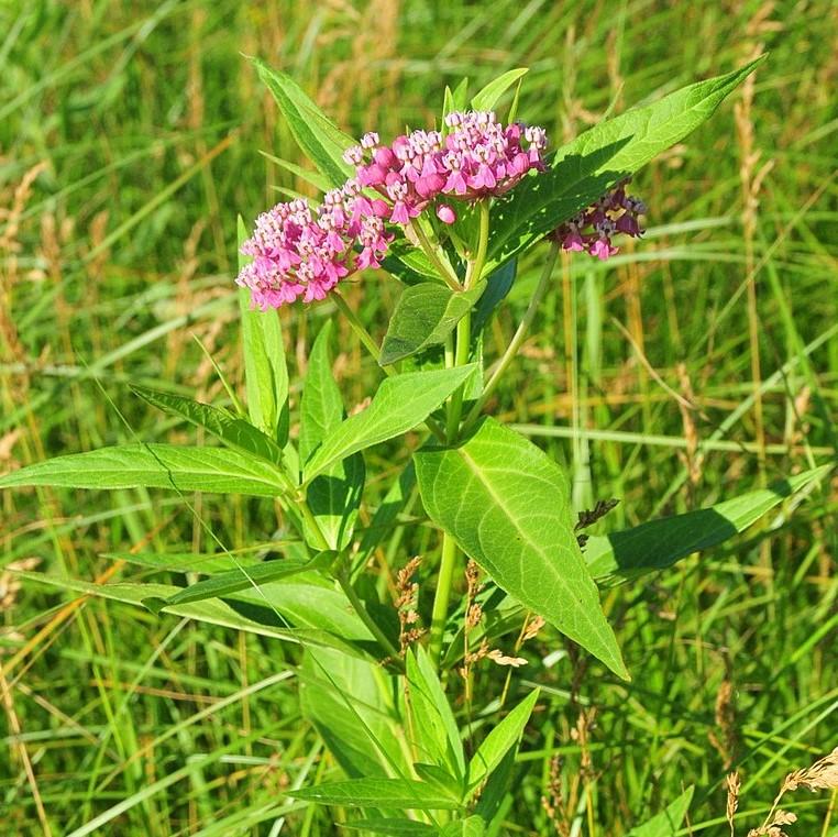 Milkweed, Swamp Milkweed, Rose Milkweed - Image 3