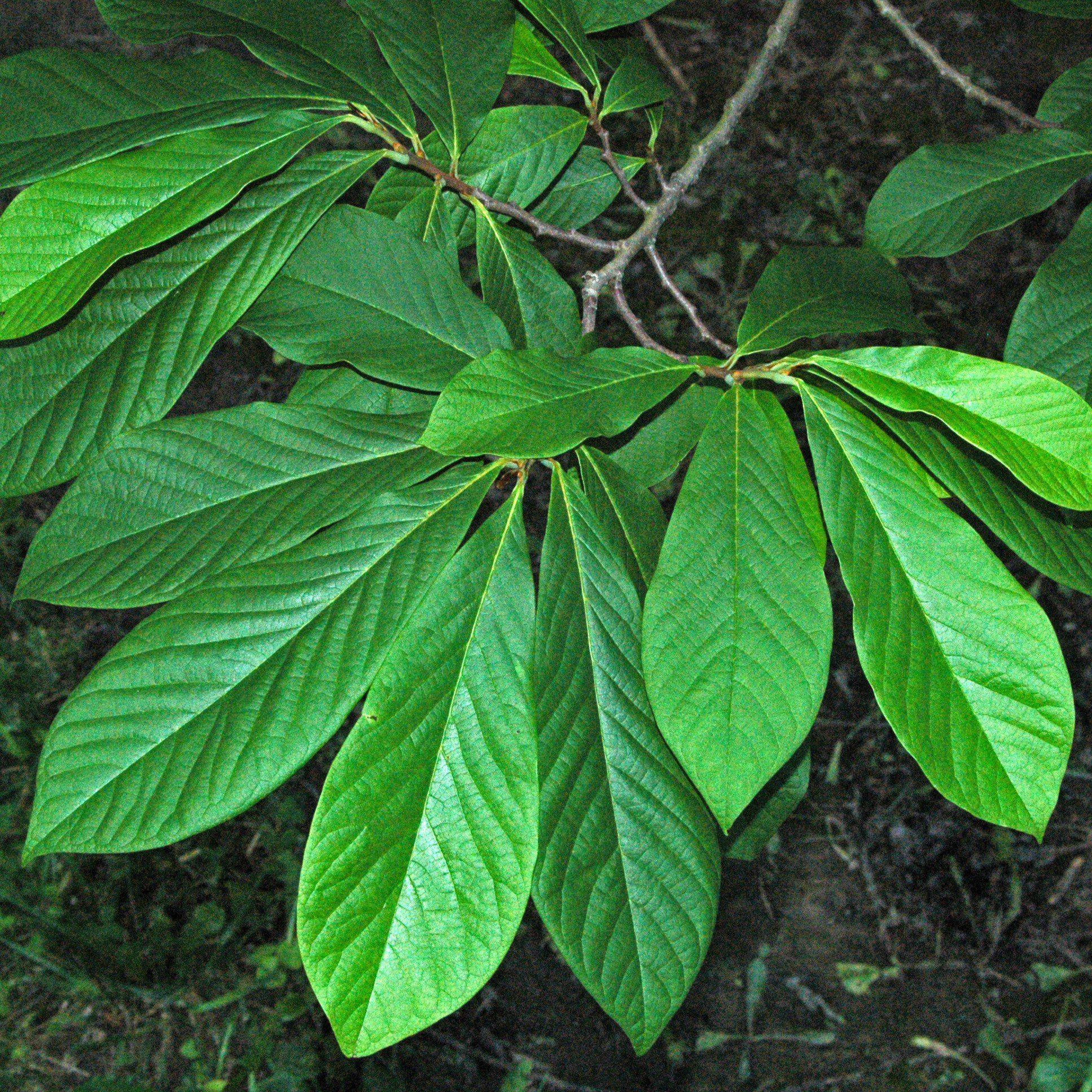 Pawpaw, Common Pawpaw, Tall Pawpaw - Image 2
