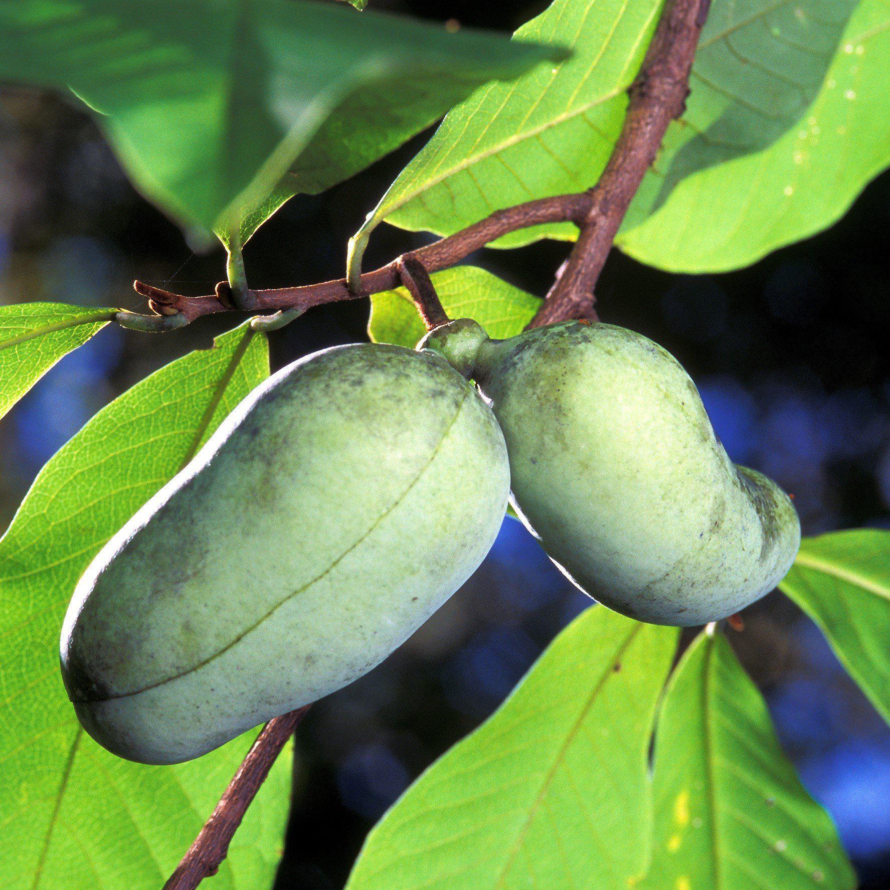 Pawpaw, Common Pawpaw, Tall Pawpaw - Image 3
