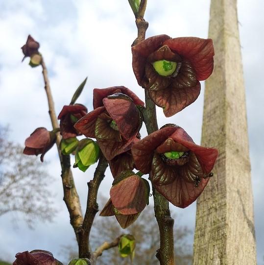 Pawpaw, Common Pawpaw, Tall Pawpaw - Image 4