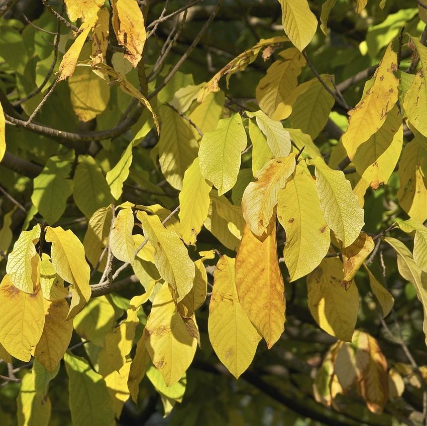 Pawpaw, Common Pawpaw, Tall Pawpaw - Image 5