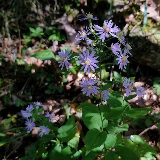 Aster, Blue Wood Aster - Image 3
