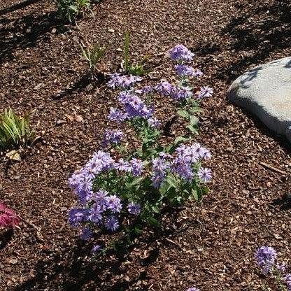 Aster, Bluebird Smooth Aster - Image 3
