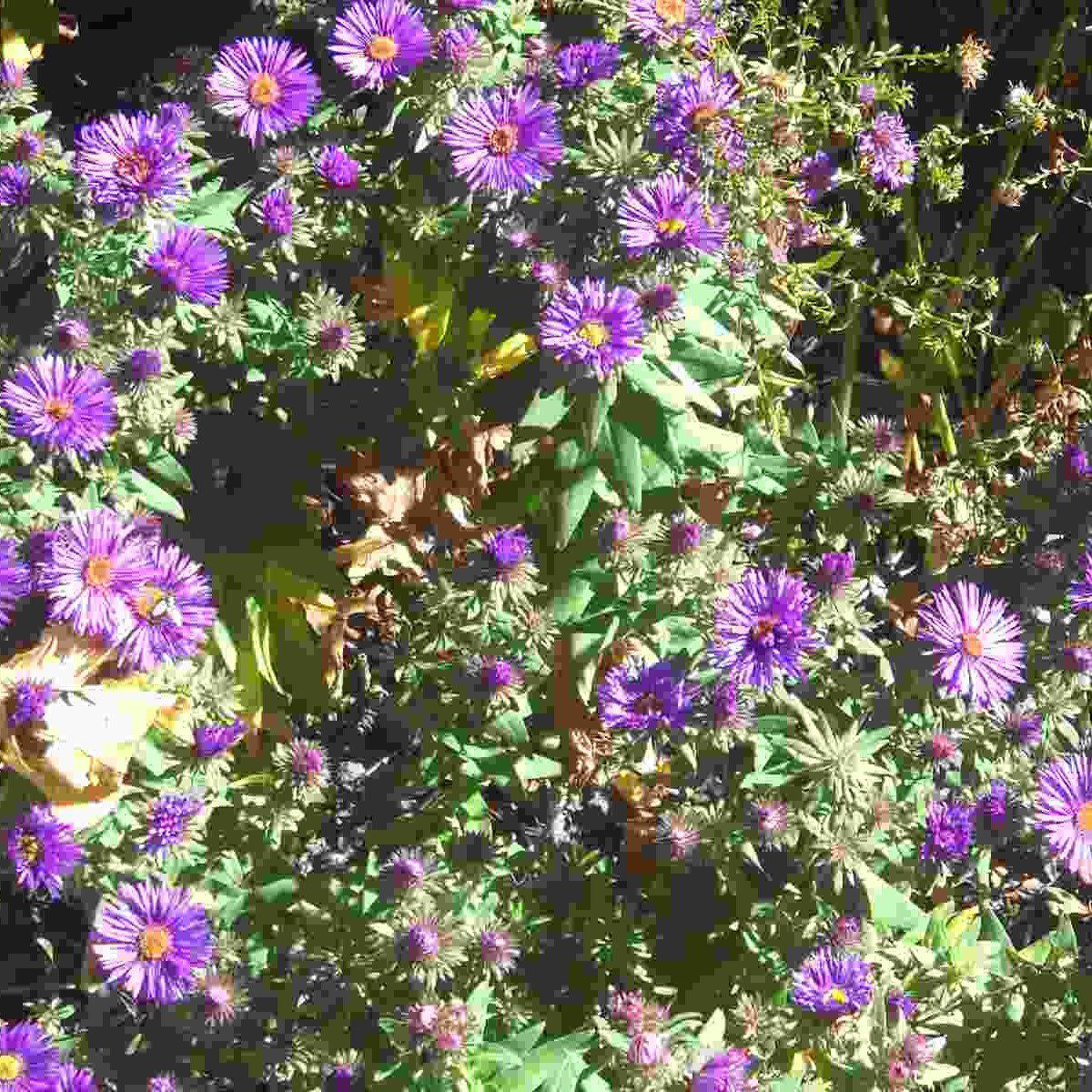 Aster, Grape Crush New England Aster - Image 3