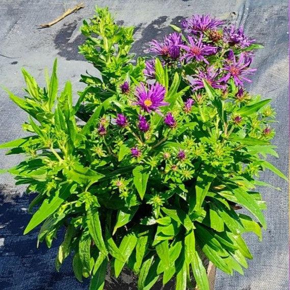 Aster, Grape Crush New England Aster - Image 4