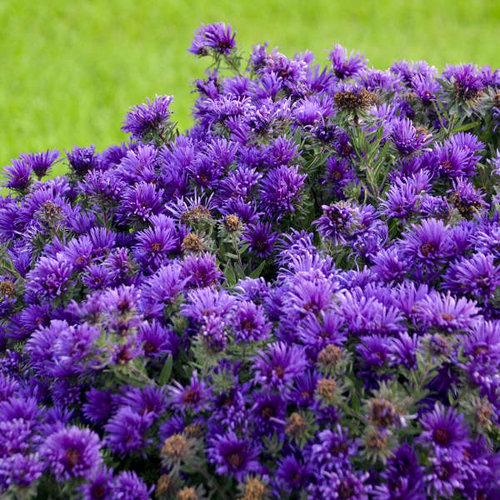 Aster, Grape Crush New England Aster - Image 5