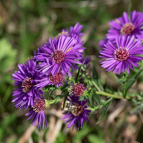Aster, Grape Crush New England Aster - Image 6