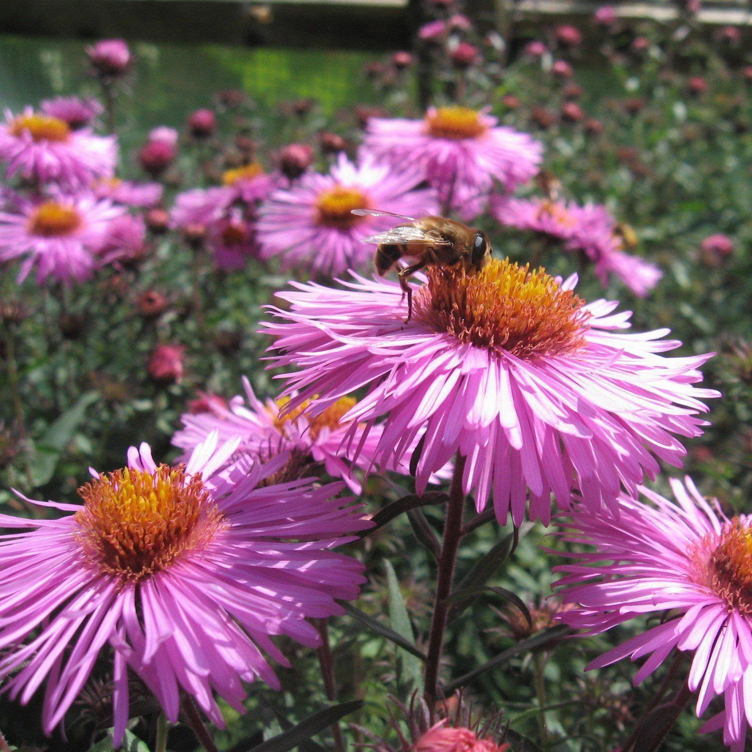 Aster, New England Aster - Image 3