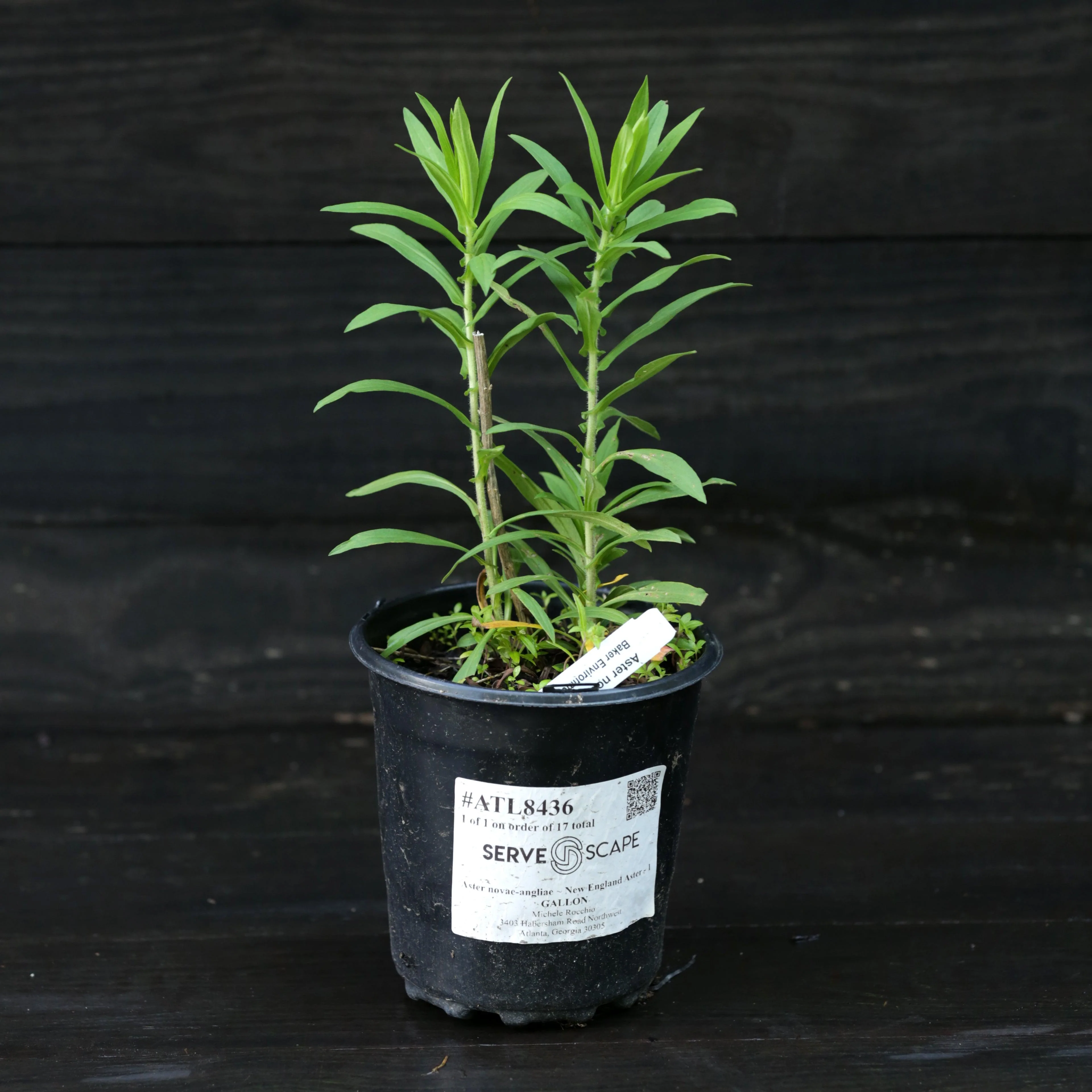 Aster, New England Aster - Image 4