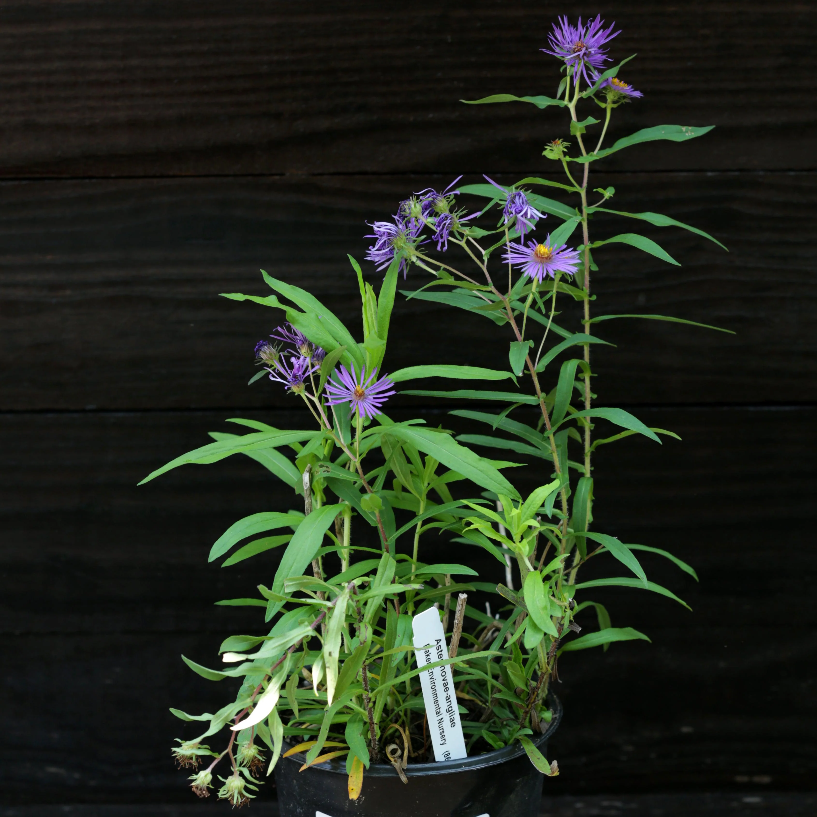 Aster, New England Aster - Image 5