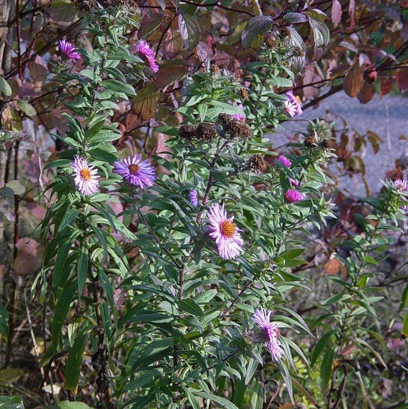 Aster, New York Aster - Image 3