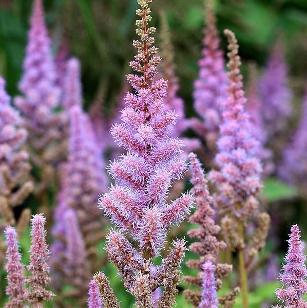 Astilbe, Pumila Chinese Astilbe - Image 3