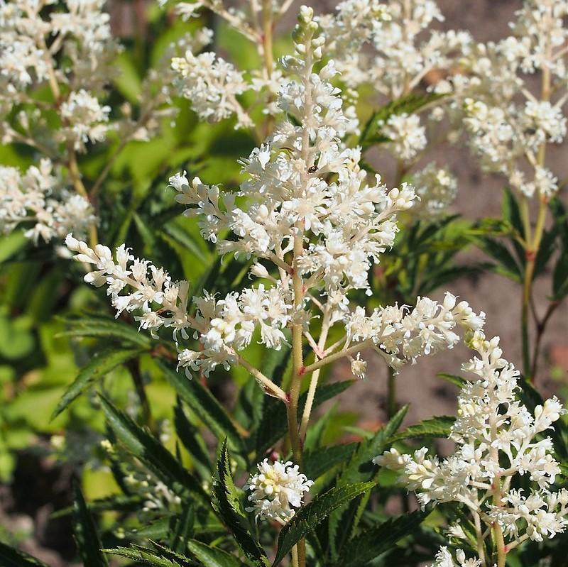 Astilbe, Vision in White Chinese Astilbe - Image 3