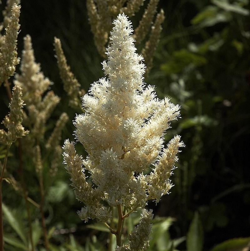 Astilbe, Deutschland Japanese Astilbe - Image 3