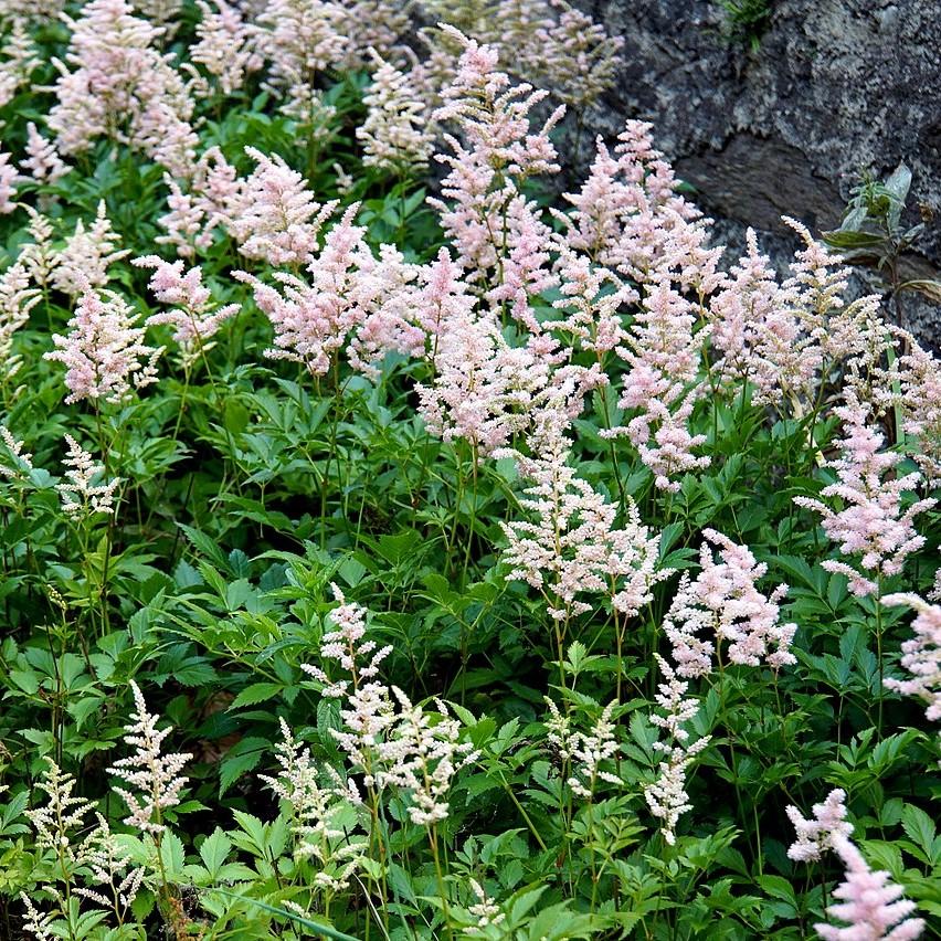 Astilbe, Peach Blossom Japanese Astilbe - Image 3