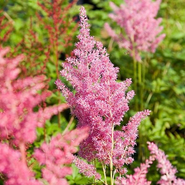 Astilbe, Rheinland Japanese Astilbe - Image 3