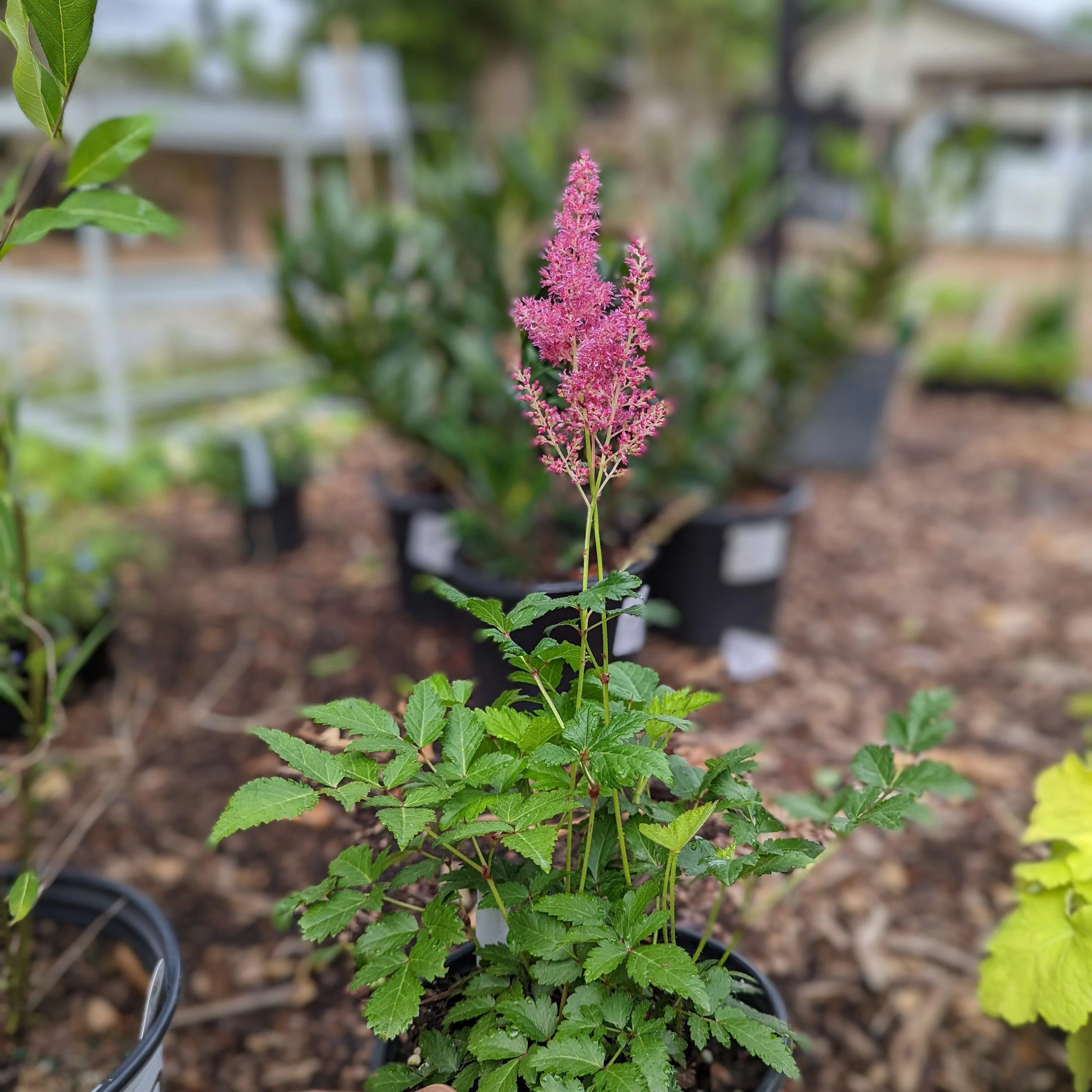 Astilbe, Rheinland Japanese Astilbe - Image 5
